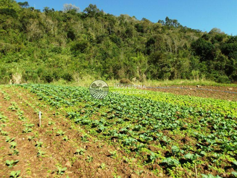 CHACARA EM PIRAJÁ BAIXA- NOVA PETROPOLIS